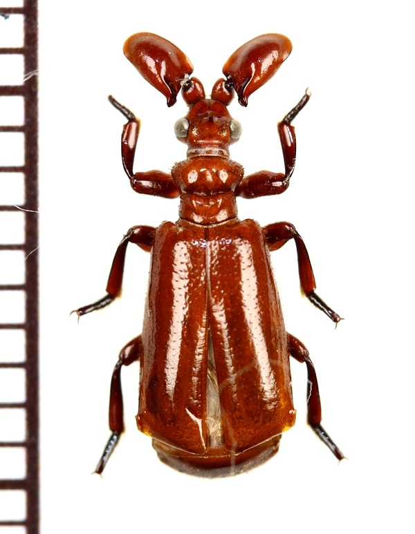 画像1: ヒゲブトオサムシ族の一種　Paussus sp.　セネガル