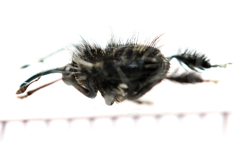画像: ゾウムシの一種　Curculionidae species　ペルー