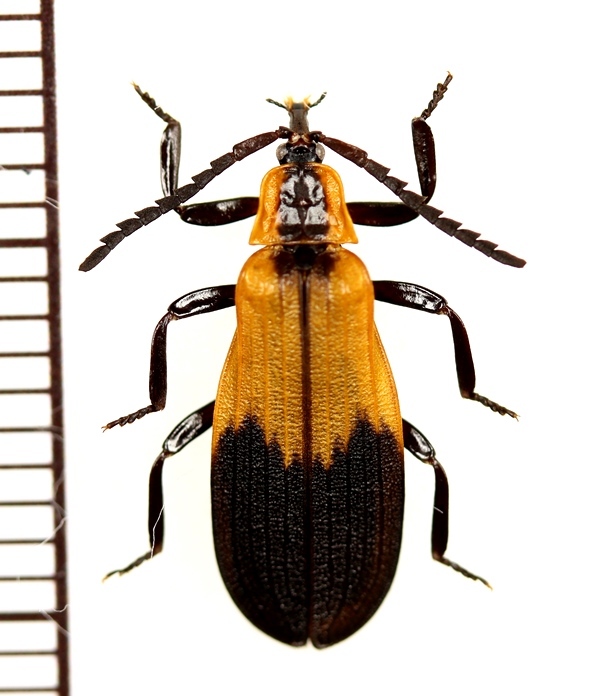 画像1: ベニボタルの一種　Lycidae species　中央アフリカ共和国