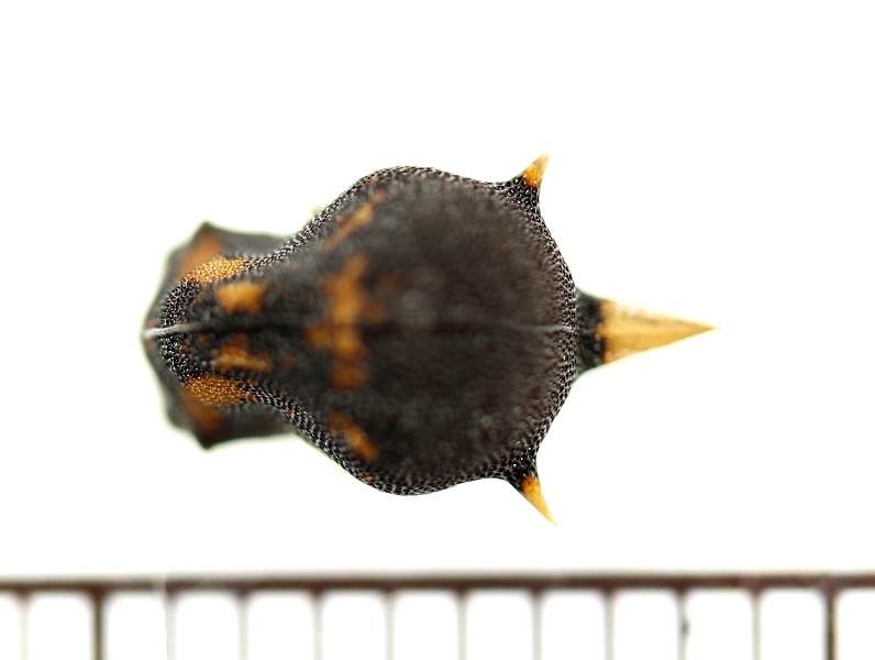 画像: ツノゼミの一種　Anchistrotus sp.　ペルー