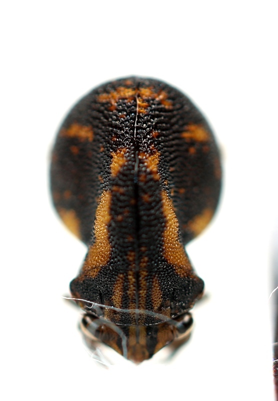 画像: ツノゼミの一種　Anchistrotus sp.　ペルー