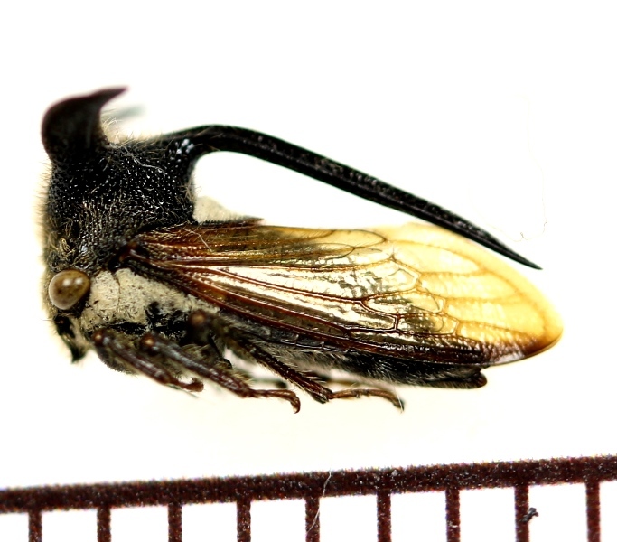 画像1: ツノゼミの一種　Membracidae species　♀　ベトナム中部