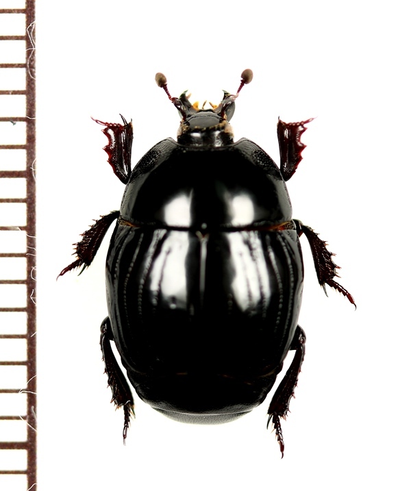 画像1: エンマムシの一種　Histeridae species　ロシア