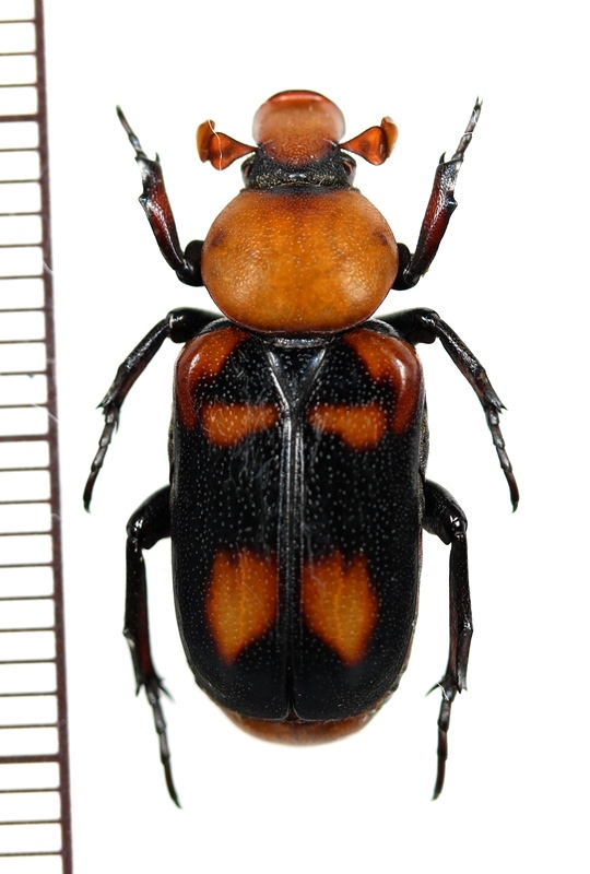 画像1: アリノスハナムグリの一種 　Clinterocera trimaculata　 ♂　中国（貴州省）