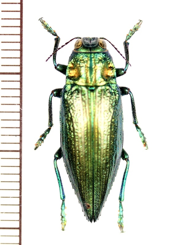 再販ご予約限定送料無料] 昆虫の標本 オオルリタマムシ Magaloxantsa bicolor