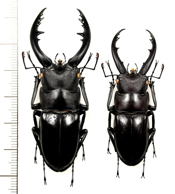 ソロモン諸島周辺の大型ノコギリクワガタ標本２種セット | www