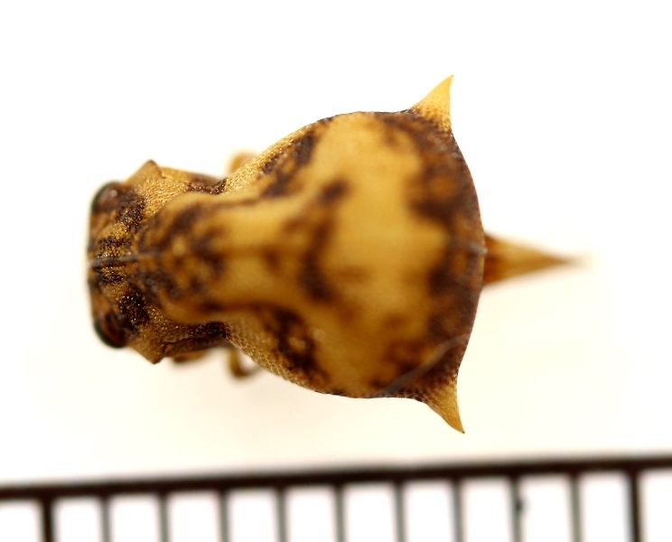 画像: ヘルメットツノゼミの一種　Anchistrotus sp.　ペルー