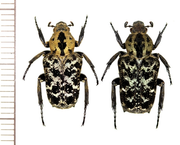 画像1: アリノスハナムグリの一種 　Callynomes variabilis variabilis　ペア　フィリピン（レイテ島）