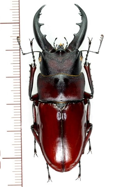 ソロモン諸島周辺の大型ノコギリクワガタ標本２種セット | www