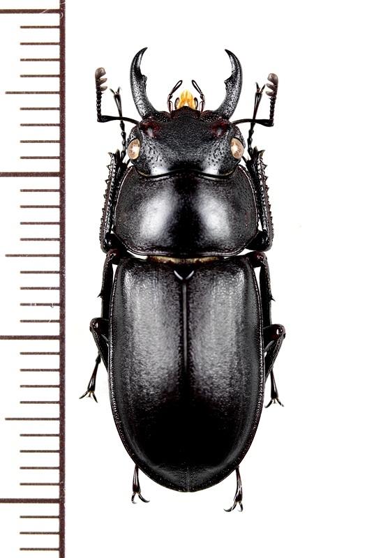 アマミミヤマクワガタ (規制前採集品) 昆虫標本 no.21 - 虫類