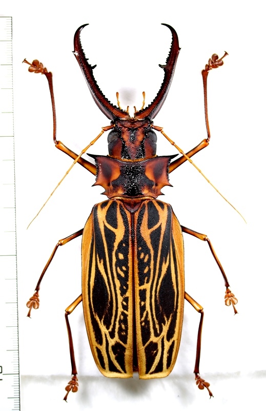 オオキバウスバカミキリ Macrodontia cervicornis 特大♂150mm ペルー ...