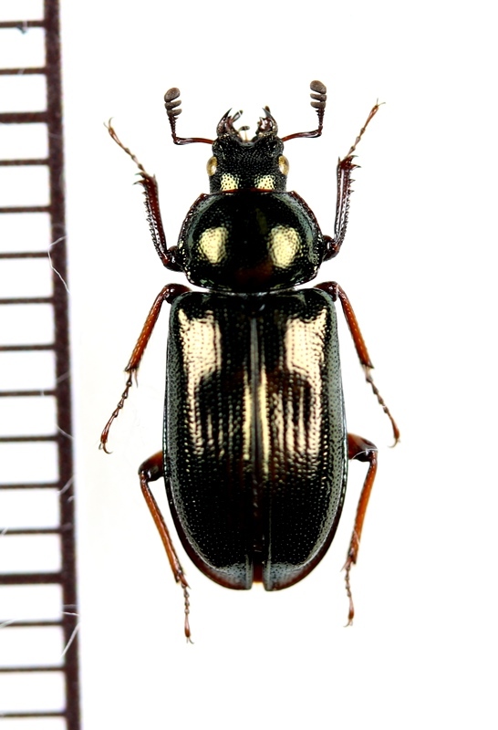 ウンゼンルリクワガタ ♀ 笹岳（佐賀県・多良町） - Insect Islands 〜南の島の昆虫標本屋さん〜