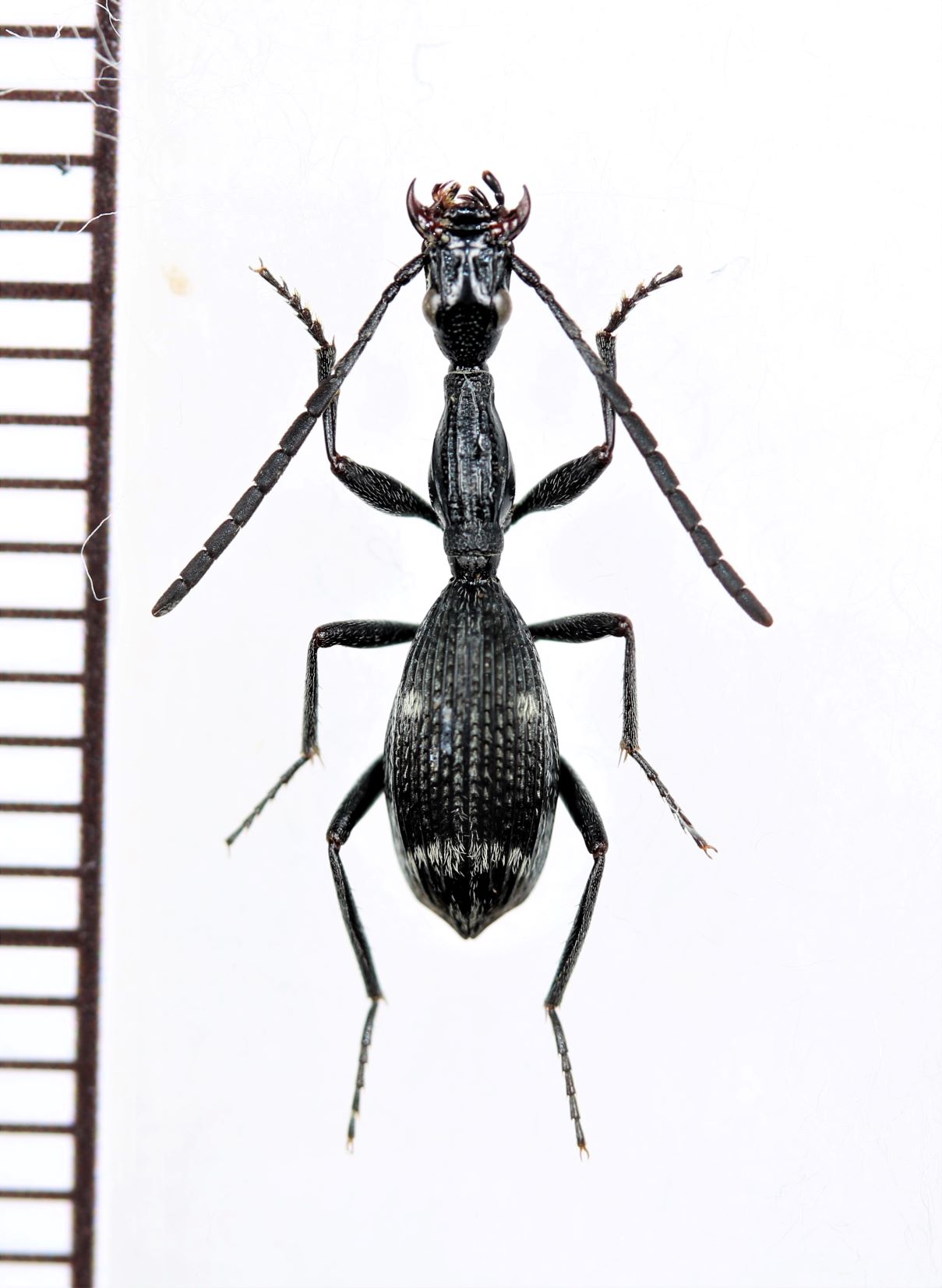 画像1: ゴミムシの一種　Carabidae species　モザンビーク