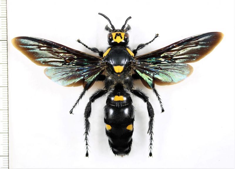 ツチバチの一種　標本　蜂