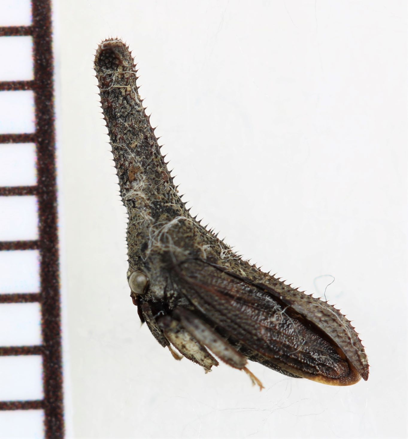 画像1: ツノゼミの一種　Hypsoprona sp.　ペルー