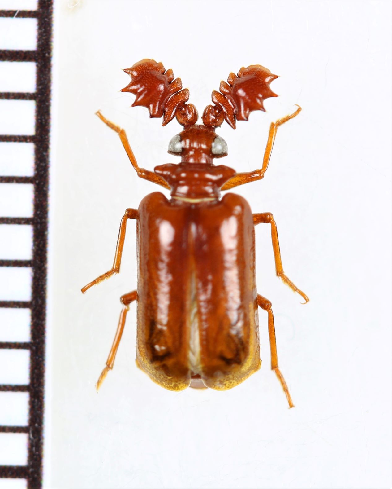 画像1: ヒゲブトオサムシ族の一種　Lebioderus sp.　中国（広西チワン族自治区）