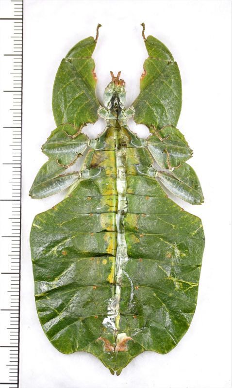画像: コノハムシの一種　Phyllium bioculatum　緑色型♀　インドネシア(ジャワ島)