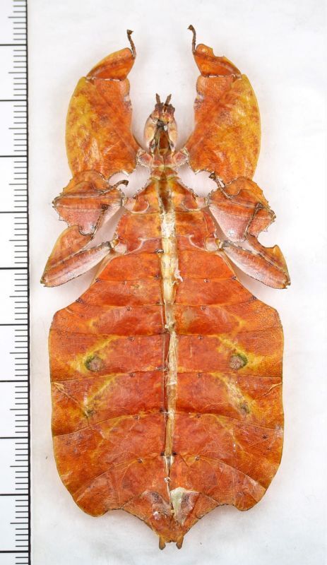 画像: コノハムシの一種　Phyllium bioculatum　褐色型♀　インドネシア(ジャワ島)