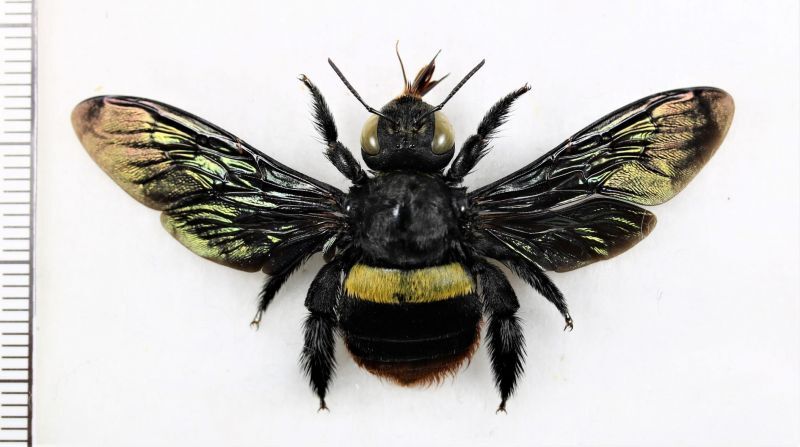 画像1: クマバチの一種　Xylocopa tricolor　♀　 インドネシア（スラウェシ島）