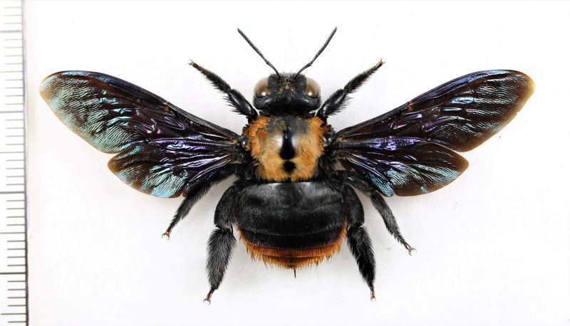 クマバチの一種 Xylocopa sp. ♀ インドネシア（スラウェシ島 