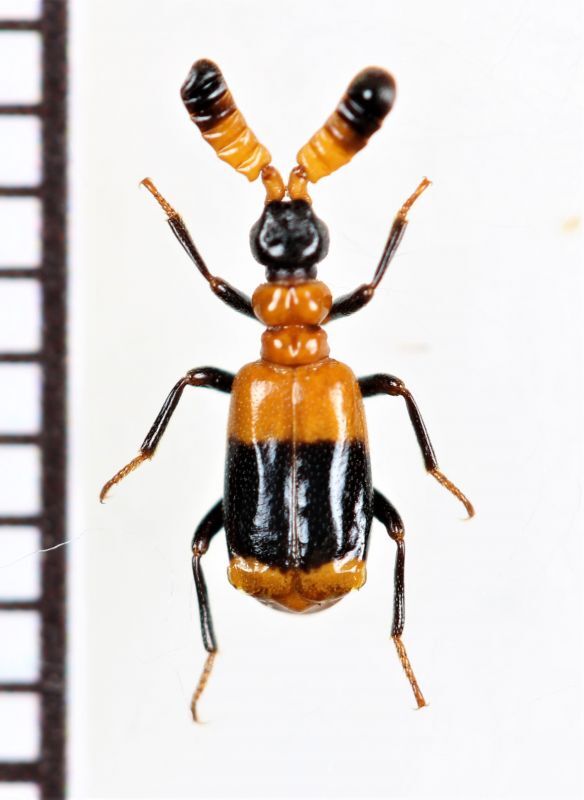 クロオビヒゲブトオサムシ属の一種 Ceratoderus yunnanensis 中国（四川省） - Insect Islands  〜南の島の昆虫標本屋さん〜