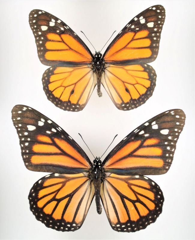 オオカバマダラ Danaus plexippus megalippe ペア コロンビア - Insect