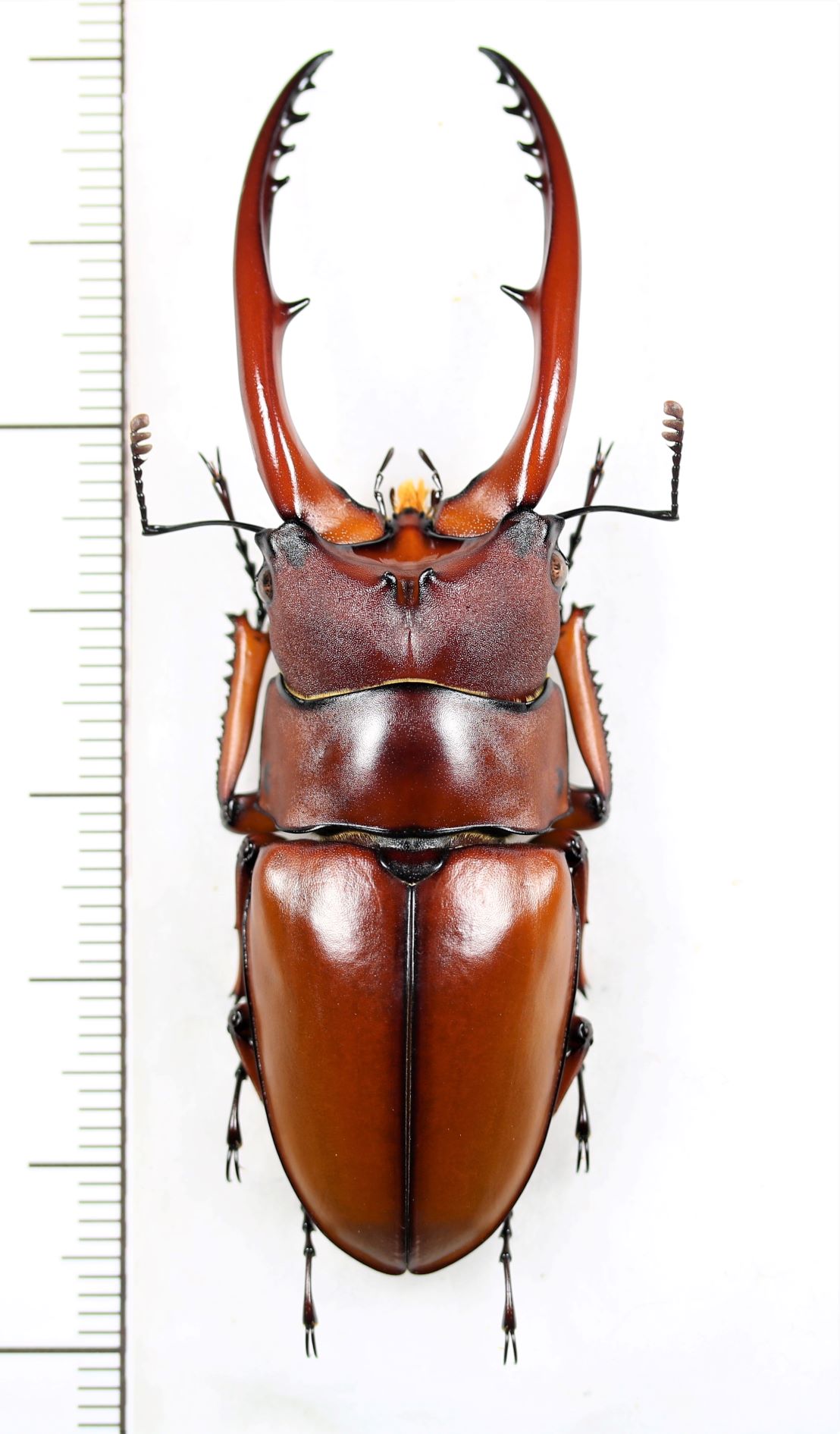 画像1: アスタコイデスノコギリクワガタ  Prosopocoilus astacoides dubernardi　♂66mm　中国雲南省