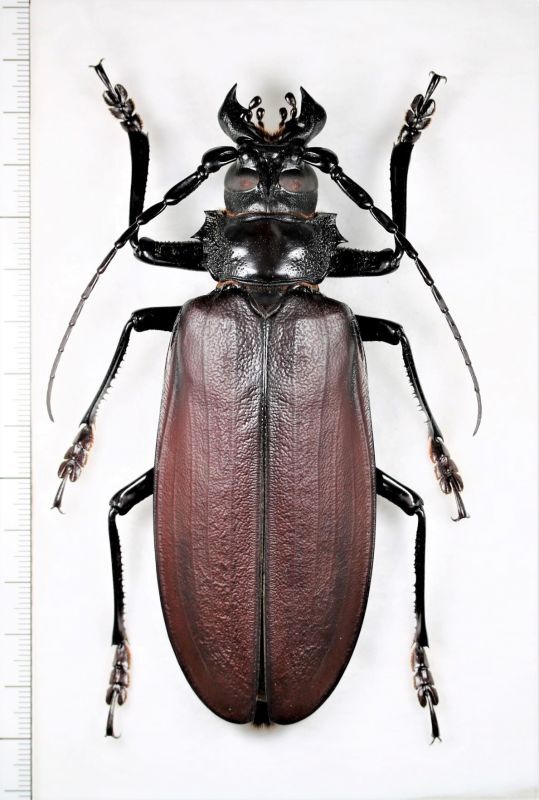 タイタンオオウスバカミキリ 大型 ♂121mm フランス領ギアナ - Insect