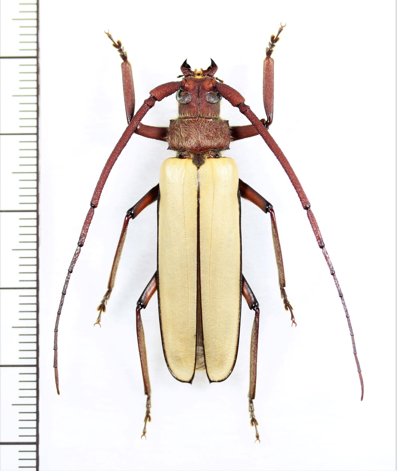 トゲウスバカミキリの一種 Prioninae species ベトナム中部 - Insect 