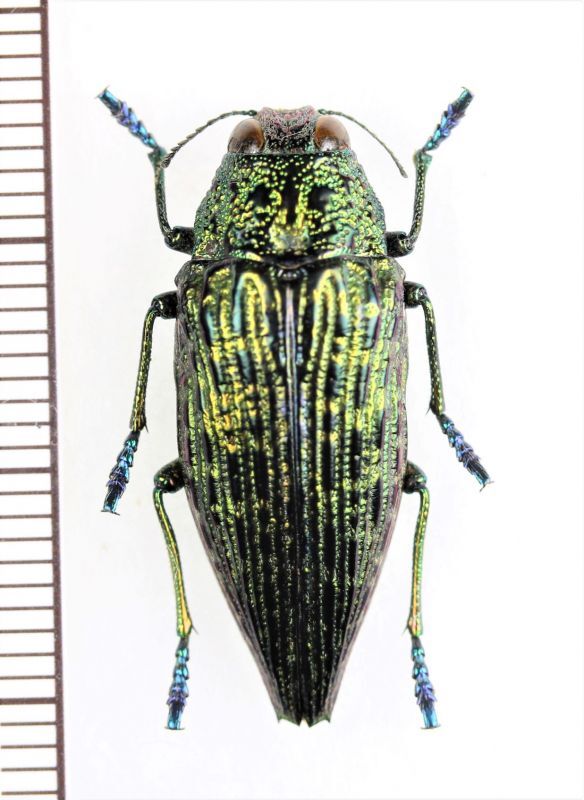 画像1: タマムシの一種　Buprestidae species　ペルー