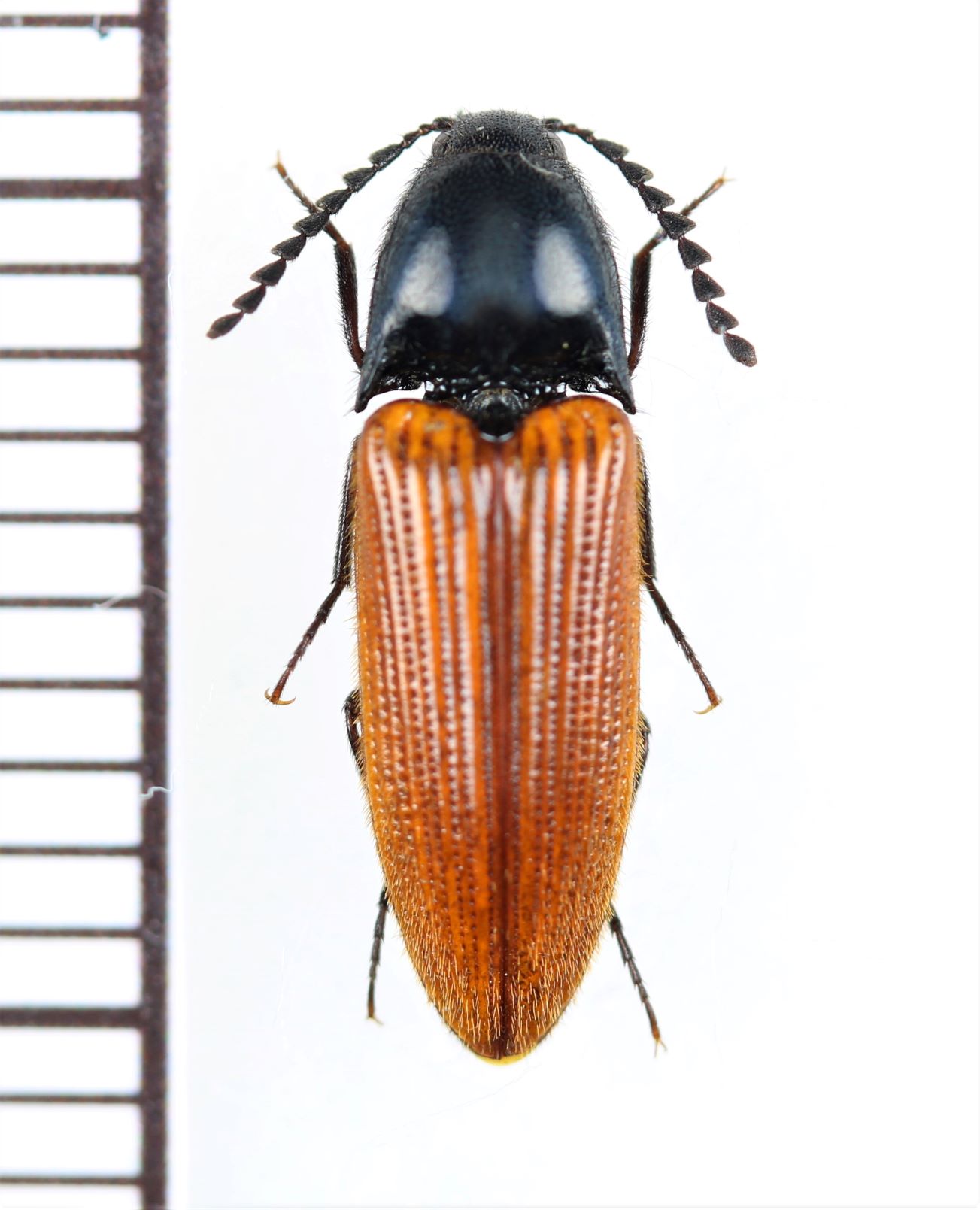 画像1: コメツキムシの一種　Elateridae species　 ベトナム北西部