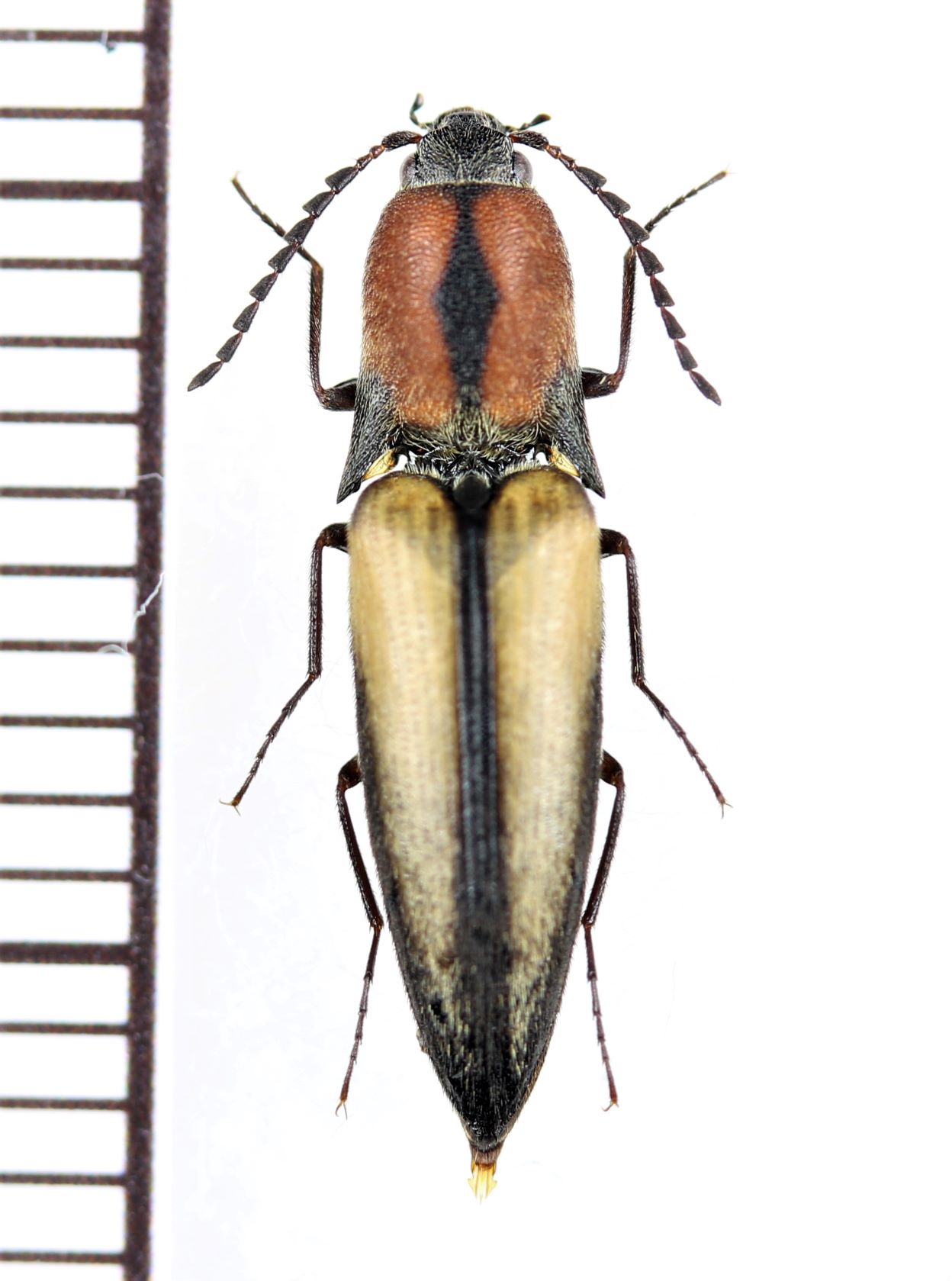 画像1: コメツキムシの一種　Elateridae species　 ベトナム北西部