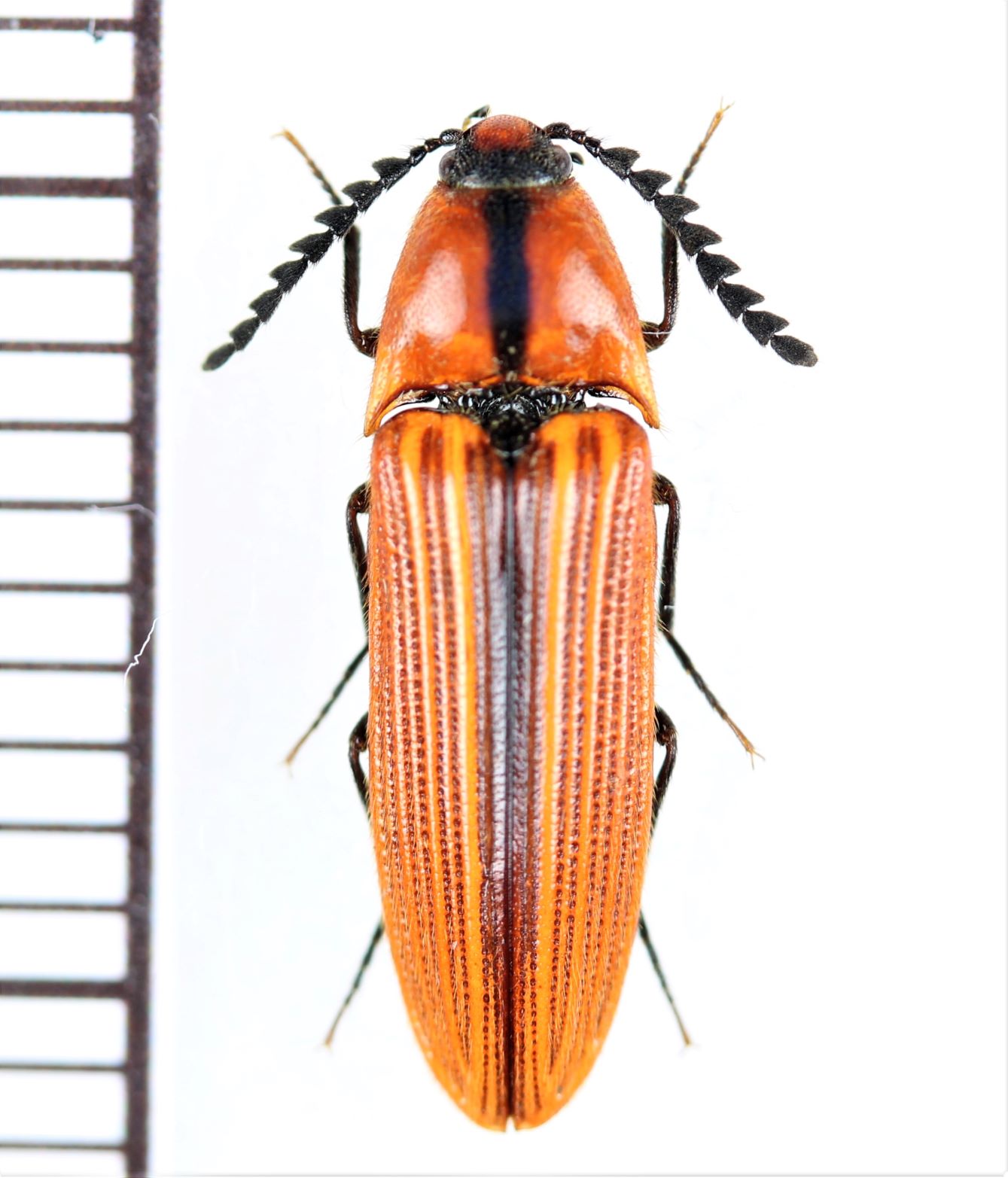 画像1: コメツキムシの一種　Elateridae species　 ベトナム北西部