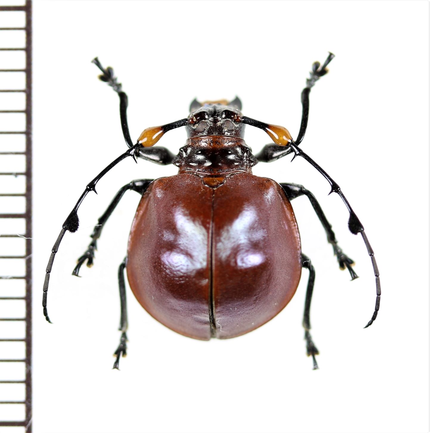 カミキリムシの一種 Cyclopeplus peruvianus ♀ ペルー - Insect Islands 〜南の島の昆虫標本屋さん〜