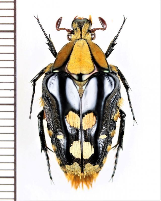 画像1: ホッポエグリハナムグリ　Coilodera penicillata penicillata　♂　ベトナム北東部