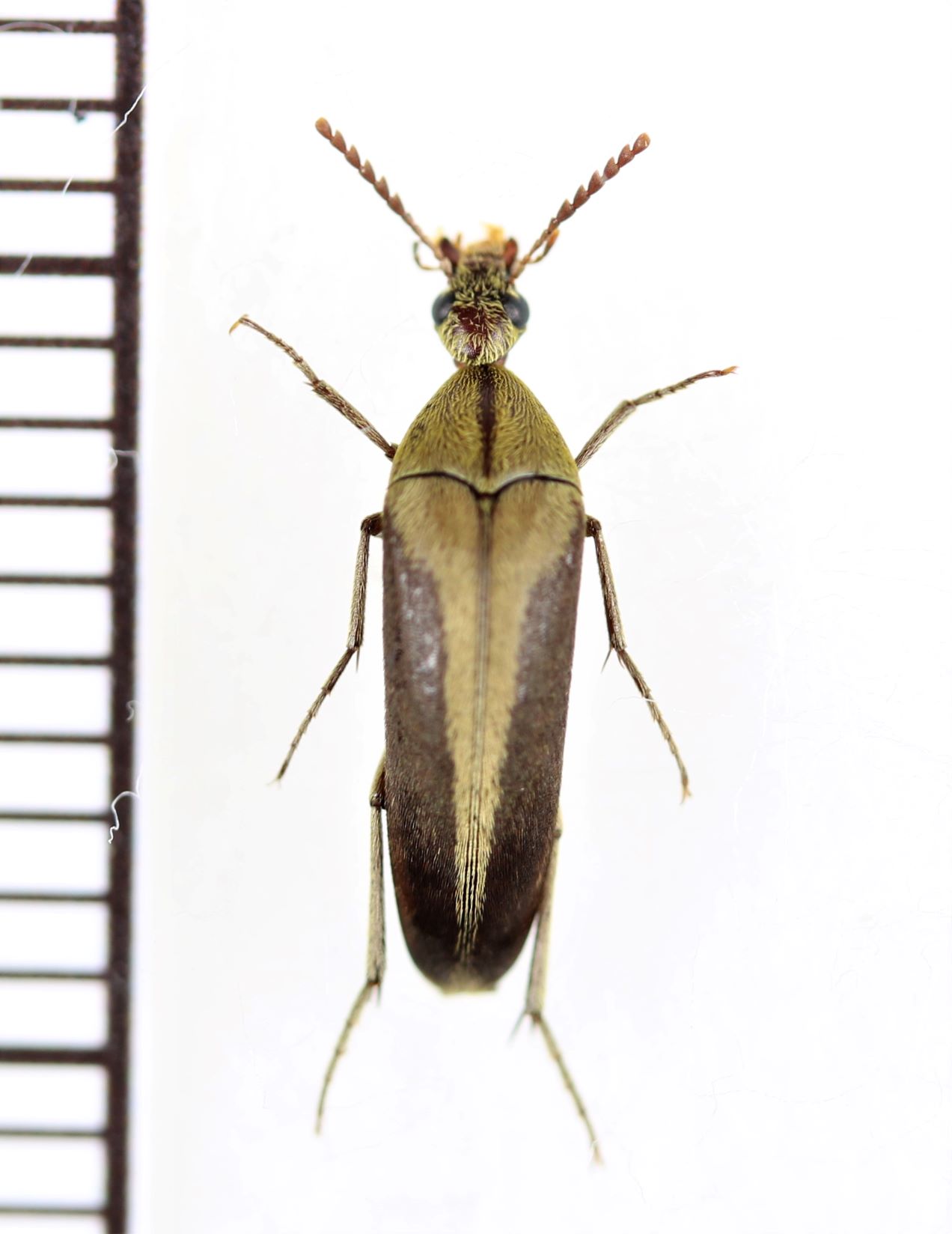 画像1: ハナノミの一種　Mordellidae species　インドネシア（ボルネオ島）