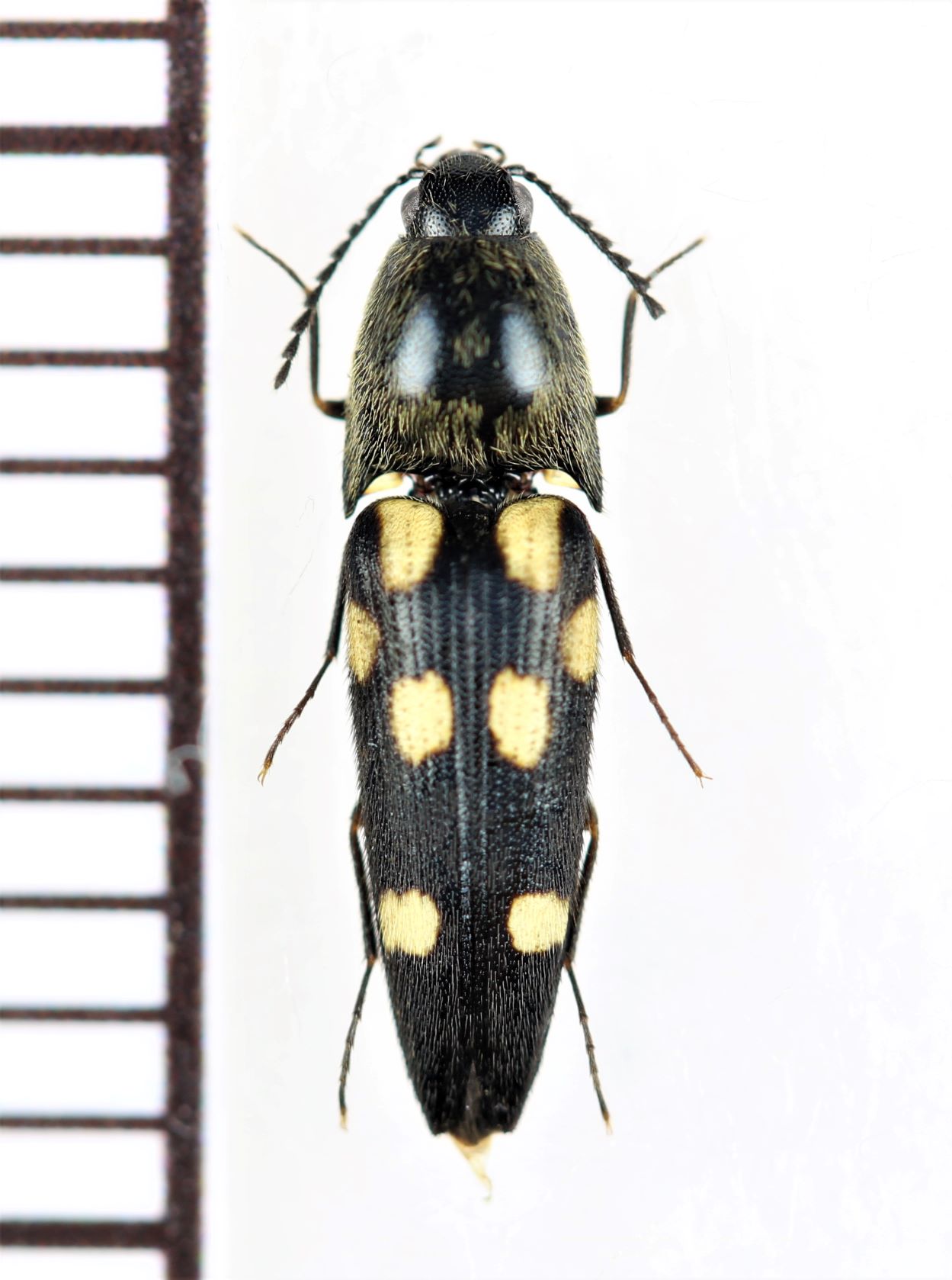 画像1: コメツキムシの一種　Elateridae species　 ベトナム北西部