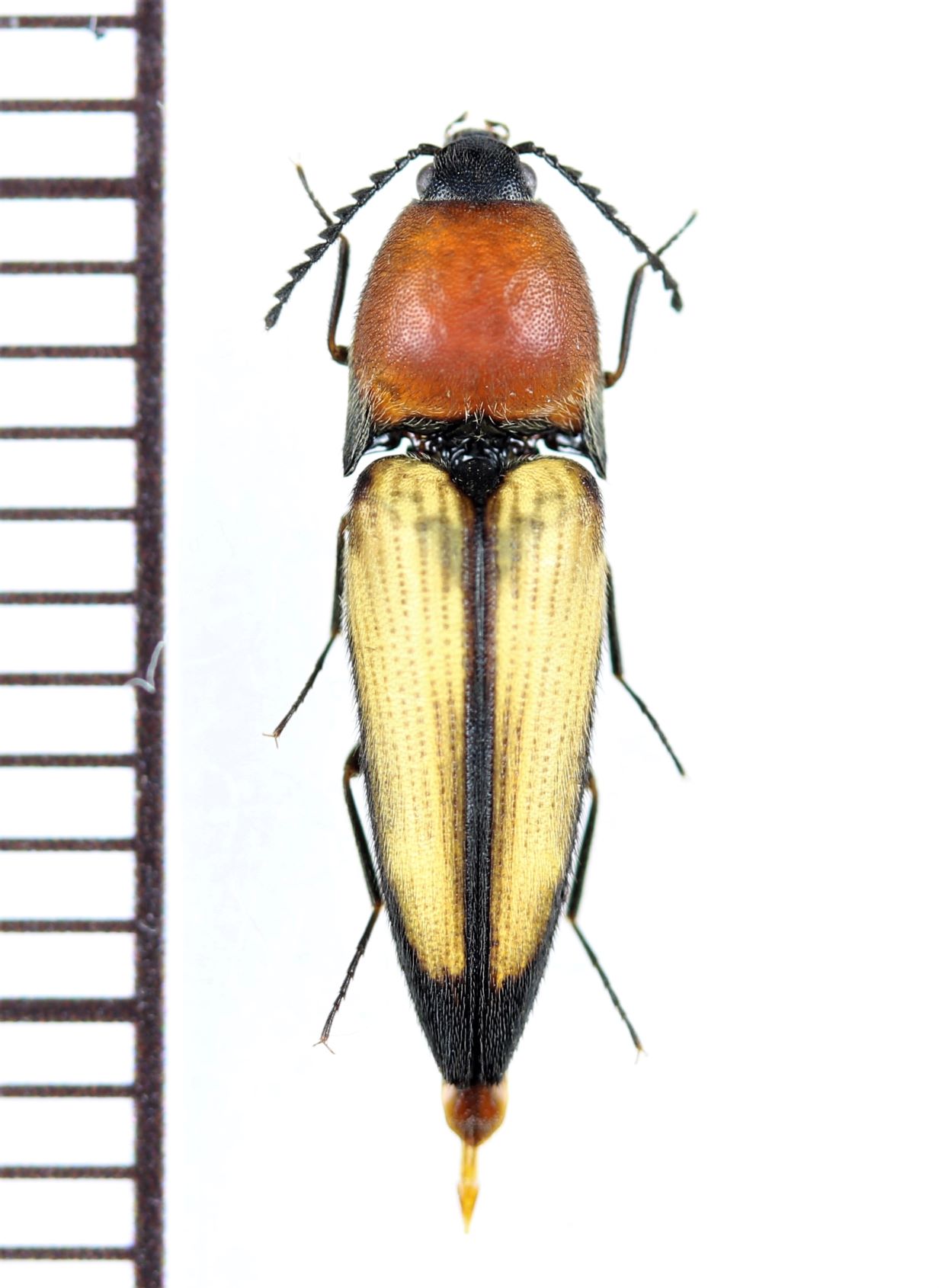 画像1: コメツキムシの一種　Elateridae species　 ベトナム北西部