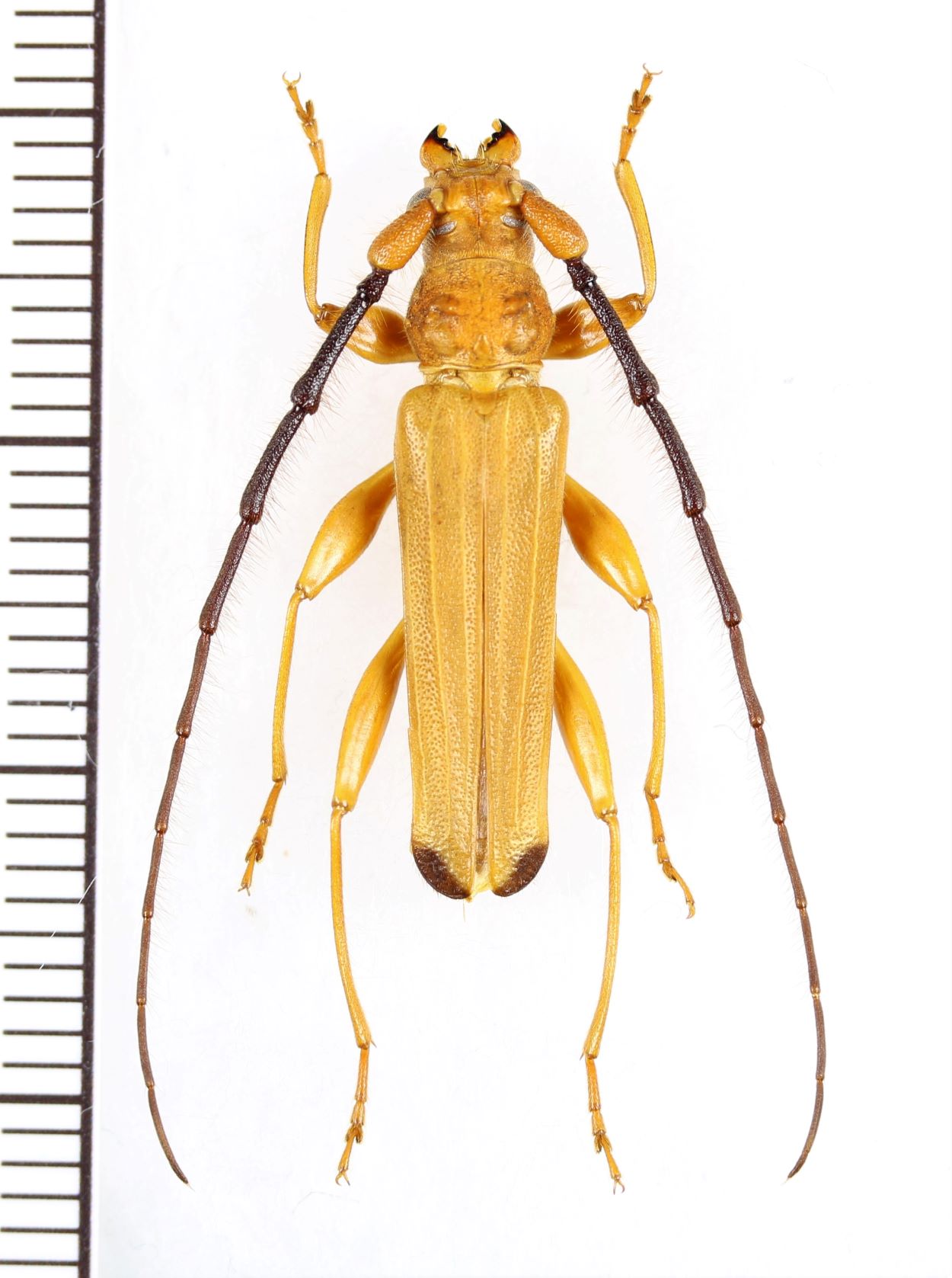 画像1: カミキリムシの一種 　Cerambycidae species　 ベトナム北東部