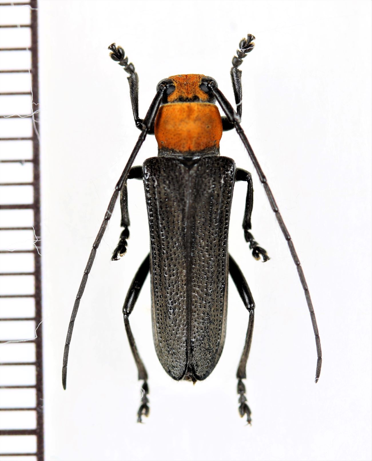 画像1: ホタル擬態のカミキリムシの一種 　Cerambycidae species　♀　 ベトナム北東部