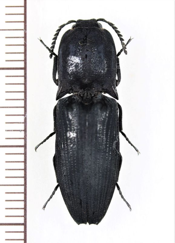 画像1: コメツキムシの一種　Elateridae species　インドネシア（ケラン島：モルッカ諸島）