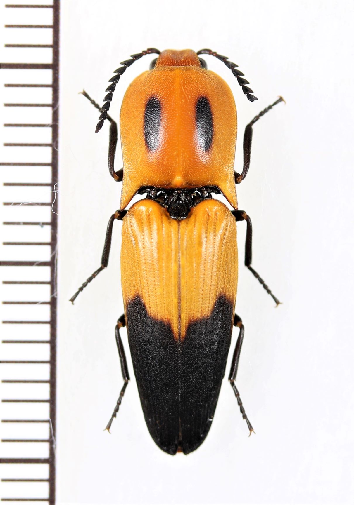 画像1: 眼状紋を持つベニボタル擬態のコメツキムシの一種　Elateridae species　ペルー