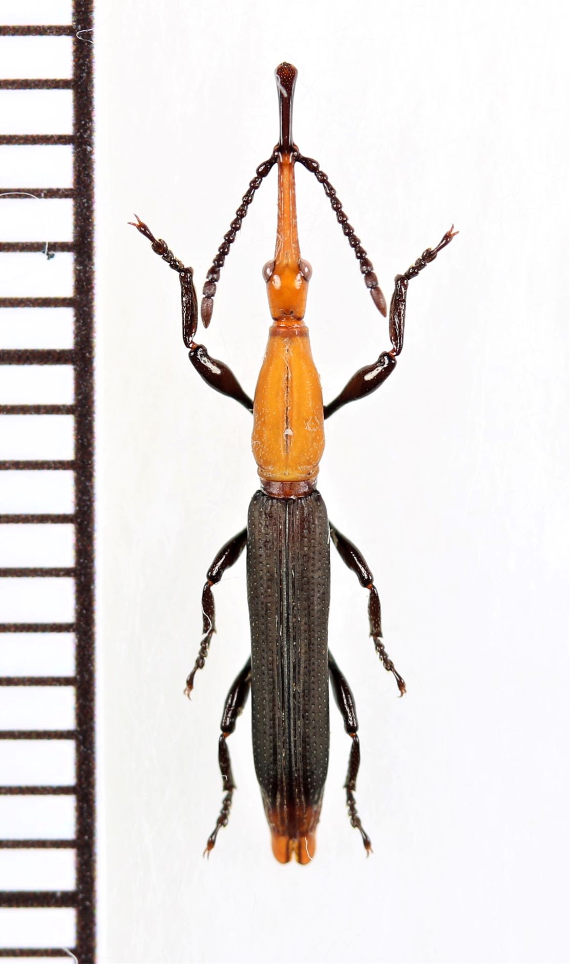 画像1: ミツギリゾウムシの一種　 Brentidae species　♂　インドネシア（ニューギニア島）