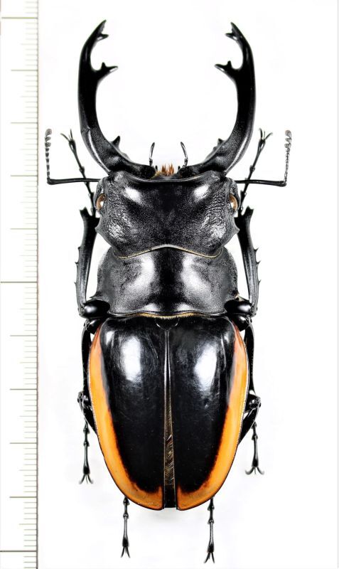 クベラツヤクワガタ 特大♂91.6mm ベトナム(ベトナム中部) - Insect 