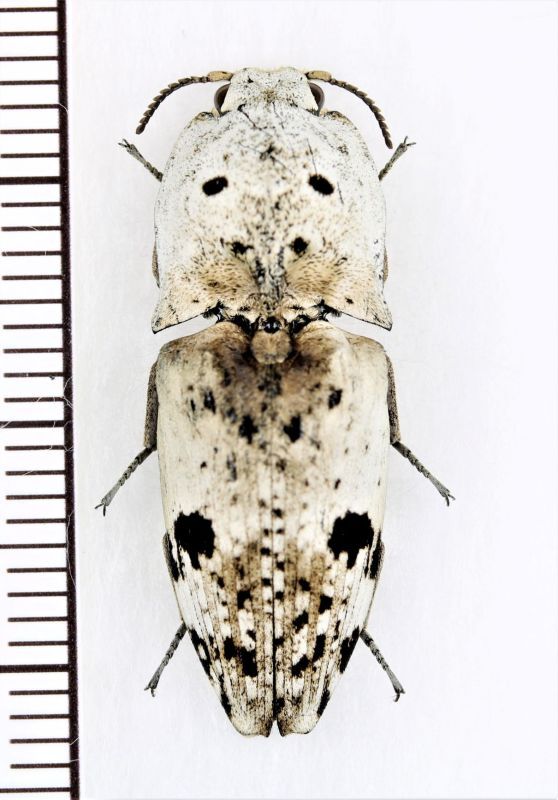 画像1: コメツキムシの一種　Cryptalaus lacteus　 インドネシア（ボルネオ島）