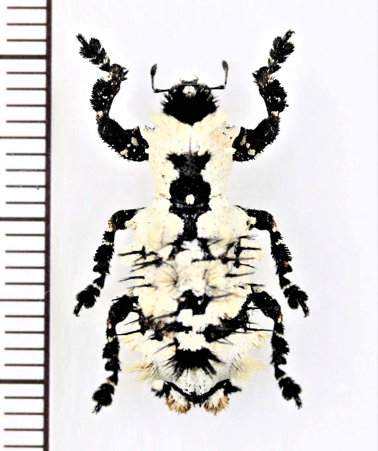画像1: 地衣類に擬態したゾウムシの一種　Lithinus nigrocristatus　マダガスカル