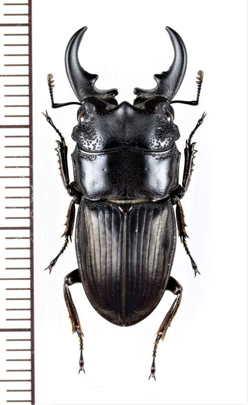 画像1: ネブトクワガタの一種　Aegus acuminatus cicatricosus　♂29.3mm　インドネシア(ジャワ島)