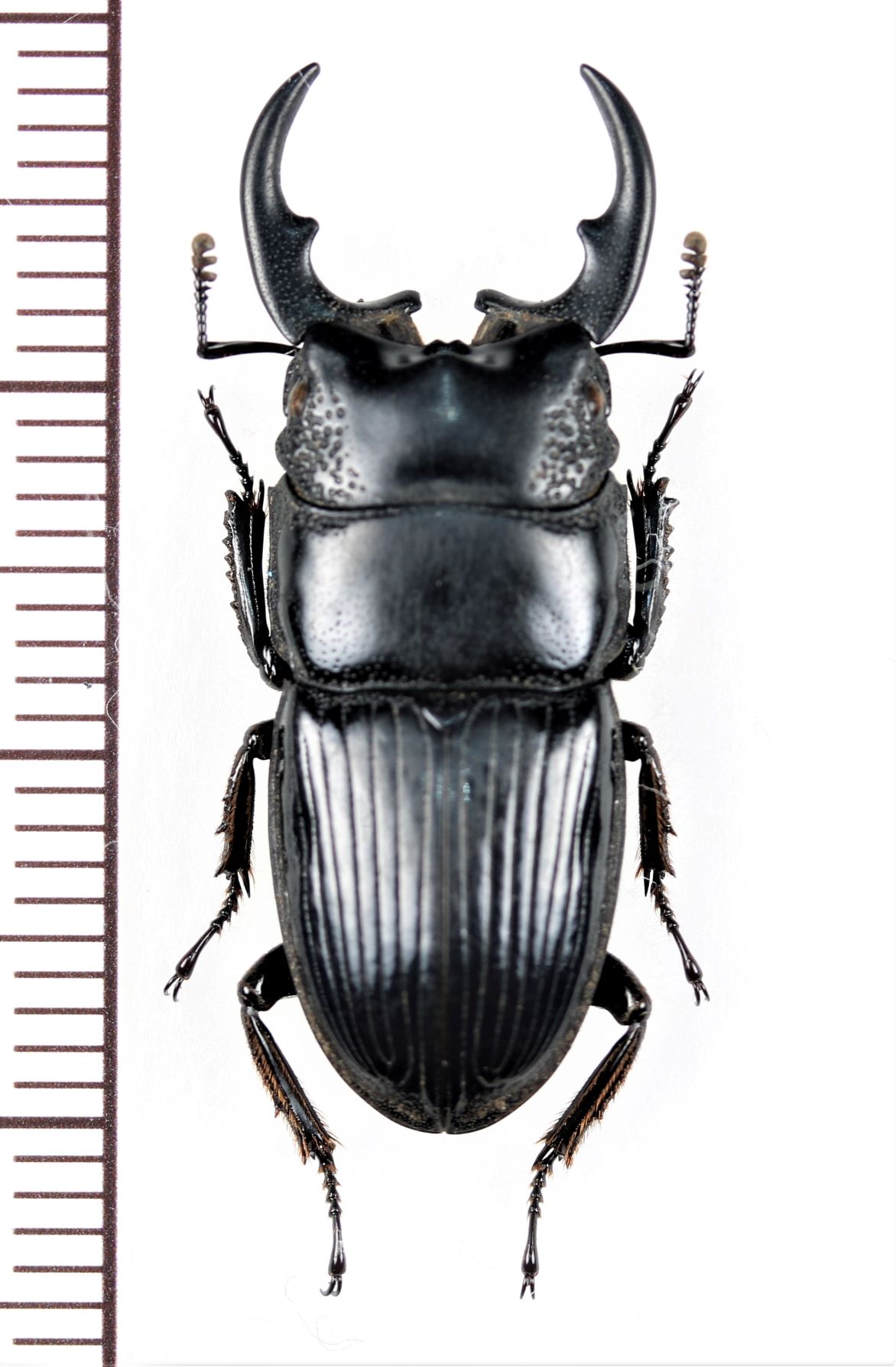 ネブトクワガタの一種 Aegus sp. ♂29mm ベトナム北東部 - Insect 