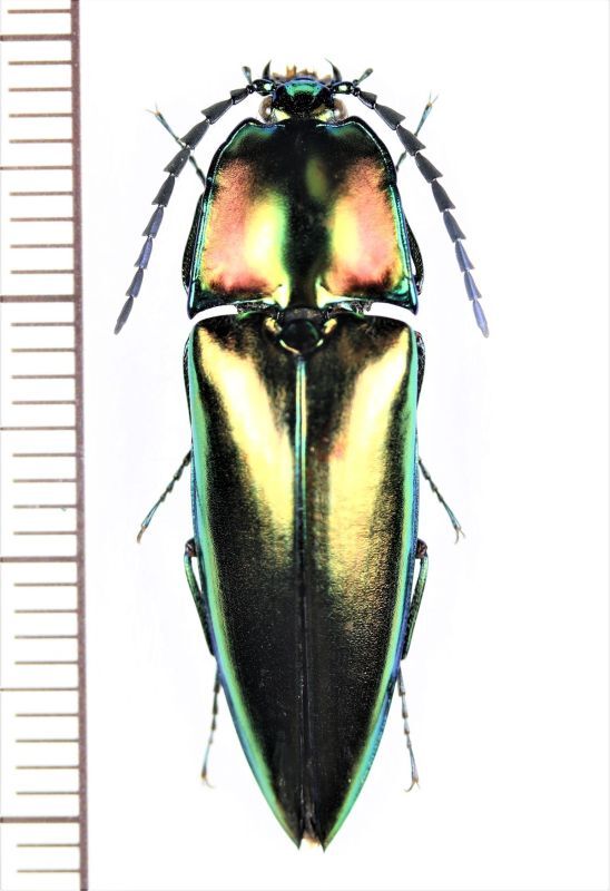 画像1: コメツキムシの一種　Campsosternus sp.　♂　ベトナム中部