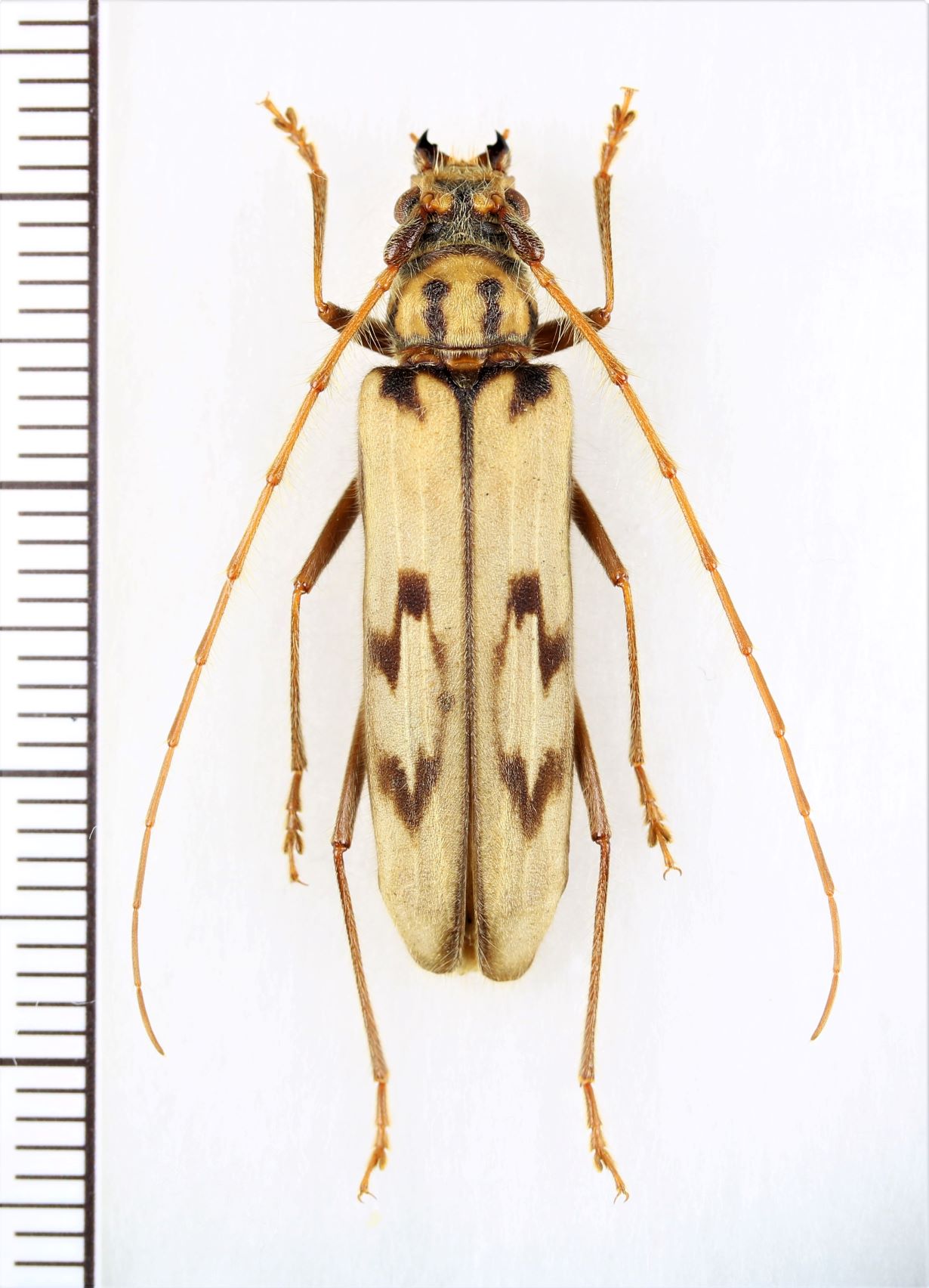 画像1: カミキリムシの一種　Oplatocera sp.　♀　ベトナム北東部